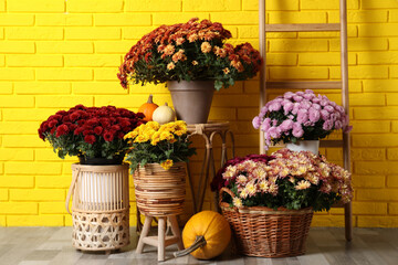 Fototapeta na wymiar Beautiful potted fresh chrysanthemum flowers and pumpkins near yellow brick wall