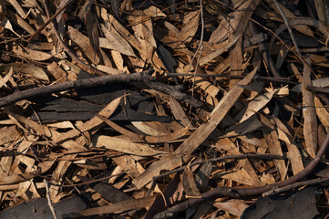 Textured Gum tree Bark euqualipt for background or screen saver