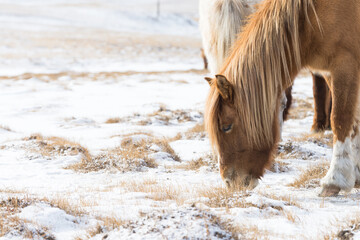 Herd of Horses at Gorkhi-Terelj National Park at Ulaanbaatar, Mongolia. Winter Jan 25 2019.  