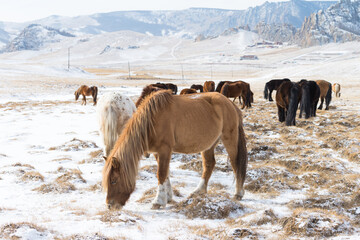 Herd of Horses at Gorkhi-Terelj National Park at Ulaanbaatar, Mongolia. Winter Jan 25 2019.  