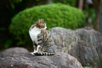 石の上に座っている野良猫