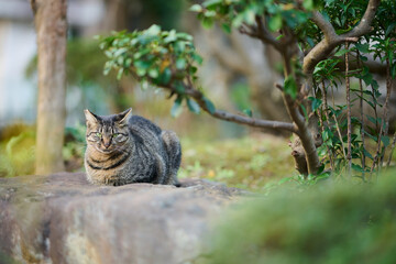 Fototapeta na wymiar 石の上に座っている野良猫