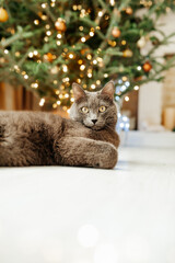 gray cat of the Russian blue breed near the Christmas tree is funny. Pets. A festive cat. Garlands and cats. Pests of Christmas trees. Selective focus