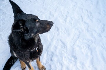 Fototapeta na wymiar Black dog sits on white snow