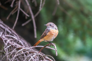 The common redstart female, Phoenicurus phoenicurus, is photographed in close-up sitting on a branch against a blurred background.