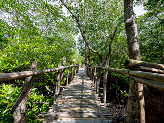 A straight bamboo pathway elevated on stilts cuts through a mangrove forest in Anda, Bohol.