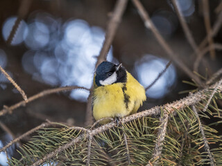 Cute bird Great tit, songbird sitting on the fir branch