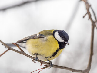Cute bird Great tit, songbird sitting on a branch without leaves in the autumn or winter.