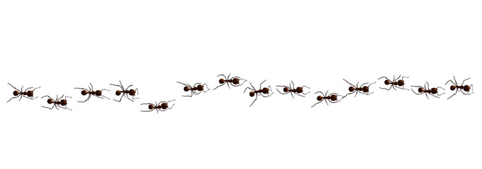 Fototapeta Black ant trail. Working insect curve group silhouettes isolated on white background. Vector illustration. obraz