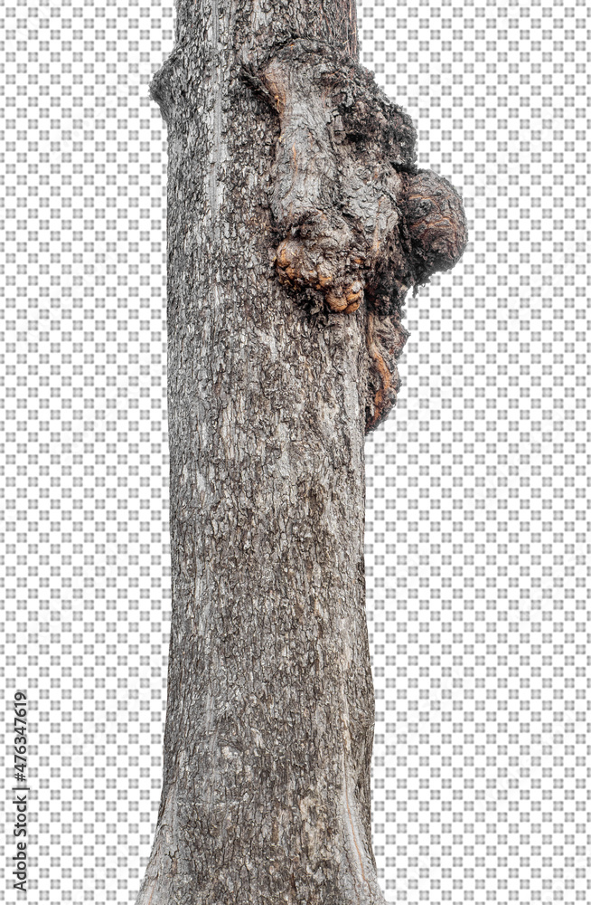 Poster trunk of a tree isolated on white background