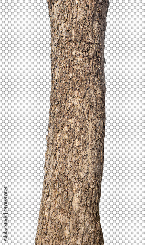 Poster trunk of a tree isolated on white background
