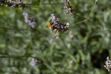 butterfly on flower