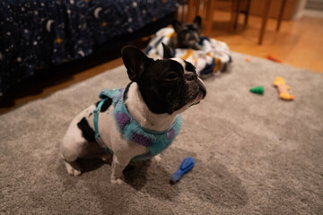 french bulldog puppy