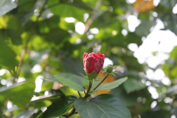 Red rose blooming in the garden