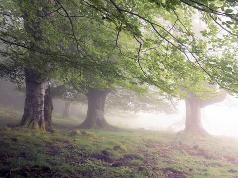 Hayedo de Belaustegui, en Orozko, Bizkaia, Euskadi, Espa&ntilde;a, es un bosque formado por hayas trasmochas centenarias.
