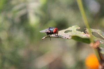 Closeup shot of a fly sitting on tree leaf