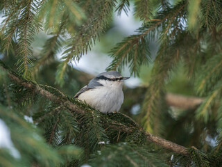 Eurasian nuthatch or wood nuthatch, lat. Sitta europaea, sitting on the fir branch in the forest