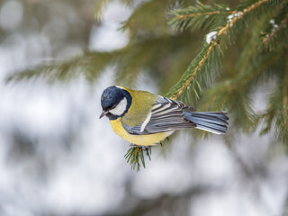 Cute bird Great tit, songbird sitting on the fir branch
