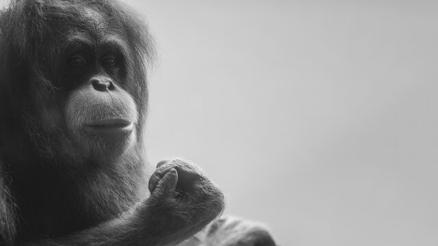 Orangut&aacute;n mirando fijamente a la c&aacute;mara, con expresi&oacute;n de estarse preguntando algo,. Profundidad en la mirada y seriedad. Dispone de espacio en blanco para texto.