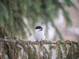 Cute bird the willow tit, song bird sitting on the fir branch