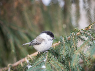 Obraz na płótnie Canvas Cute bird the willow tit, song bird sitting on the fir branch with snow in winter