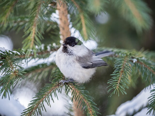 Cute bird the willow tit, song bird sitting on the fir branch with snow in winter