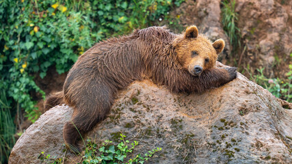 Osezno de Oso pardo tumbado sobre una roca. Ursus Arctos Arctos, que en España habita la cordillera cantábrica y los pirineos. Su pelaje varía entre el marrón oscuro y el dorado. © JBS