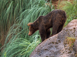 Osezno de Oso pardo encaramado en unos riscos. Ursus Arctos Arctos, que en España habita la...