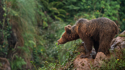 Osezno de Oso pardo encaramado en unos riscos. Ursus Arctos Arctos, que en España habita la...