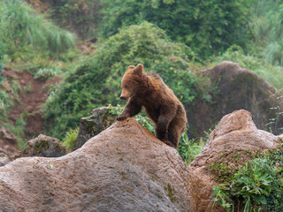 Osezno de Oso pardo encaramado en unos riscos. Ursus Arctos Arctos, que en España habita la cordillera cantábrica y los pirineos. Su pelaje varía entre el marrón oscuro y el dorado. © JBS