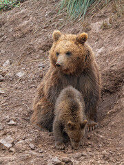 Osa con osezno de Oso pardo. Ursus Arctos Arctos, que en España habita la cordillera cantábrica y los pirineos. Su pelaje varía entre el marrón oscuro y el dorado. © JBS