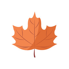 Maple isolated vector illustration.
