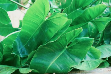 Beautiful of green tropical leaves