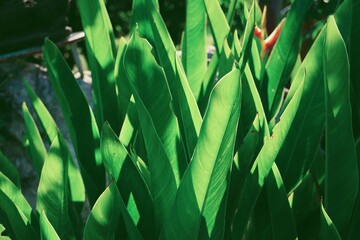 Beautiful of green tropical leaves