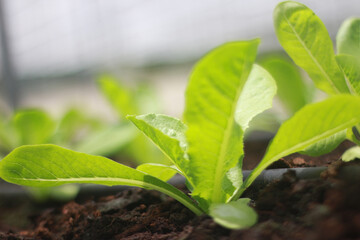 Rows of lettuce and vegetables seedlings in garden farm