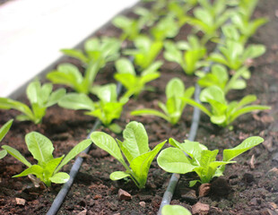 Rows of lettuce and vegetables seedlings in garden farm