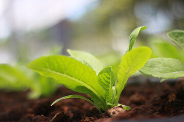 Rows of lettuce and vegetables seedlings in garden farm