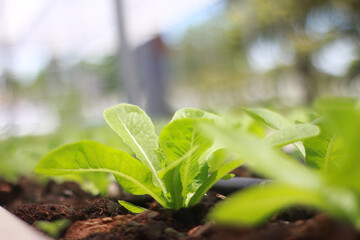 Rows of lettuce and vegetables seedlings in garden farm