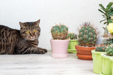 There are cacti and homemade flowers on the table, and a striped cat is lying next to it. Home life. Selective focus.