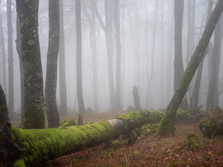 Tomada dentro de un hayedo en la sierra de Urbasa, Navarra, España, con una niebla que aporta...