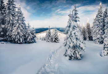 Fototapeta na wymiar Beautiful winter scenery. Dramatic morning scene of Carpathian mountains. Astonishing outdoor scene of mountain forest. Attractive landscape of fir tree woodland covered by fresh snow.
