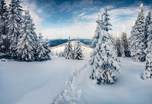 Beautiful winter scenery. Dramatic morning scene of Carpathian mountains. Astonishing outdoor scene of mountain forest. Attractive landscape of fir tree woodland covered by fresh snow.