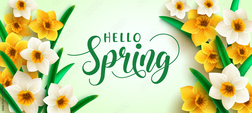 Poster spring daffodil flowers vector design. hello spring greeting text with daffodils bunch in leaves pla