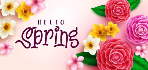 Spring flowers vector background design. Hello spring greeting text with camellia, daffodil and cherry blossom flower for nature bloom seasonal celebration. Vector illustration.
