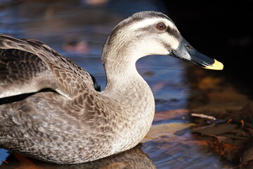 eurasian spot billed duck in the pond