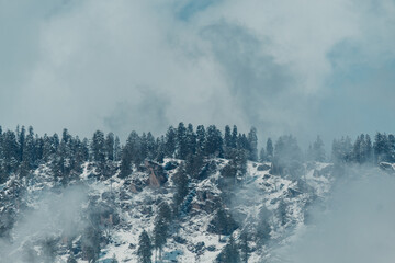 Pine Trees on top of the snow covered mountain at Manali, Himachal Pradesh, India