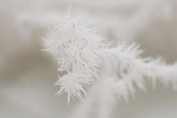 Pflanzen im Winterschlaf