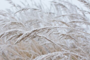 Pflanzen im Winterschlaf