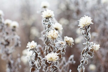 Pflanzen im Winterschlaf
