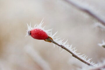 Pflanzen im Winterschlaf